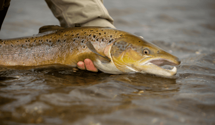 A salmon being held in a river by a human.