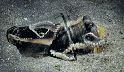 An octopus in a jar on the sandy bottom of the ocean.