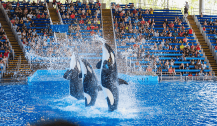 Orcas performing in a captive pool for an audience at SeaWorld.