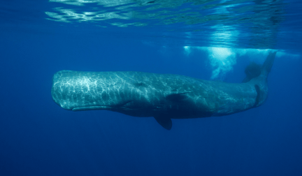 A sperm whale swimming in the ocean.