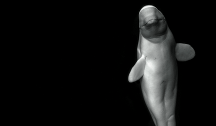 A beluga whale with a black background.