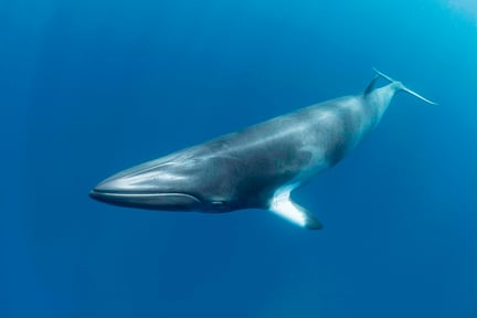 A minke whale swimming in the ocean.