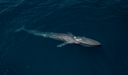 A blue whale swimming in the ocean.
