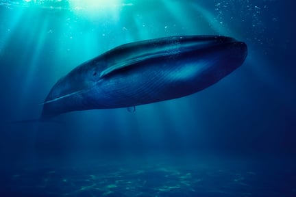A blue whale in the ocean.