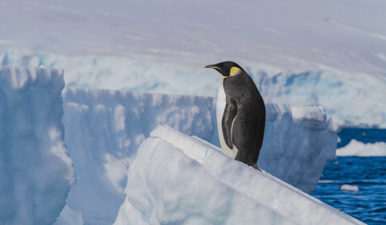 An emperor penguin standing alone on a block of ice in the Arctic.