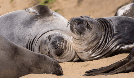 Elephant seals at California's Año Nuevo State Park.