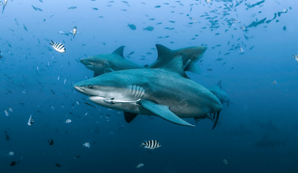 Bull sharks swimming together in the ocean.