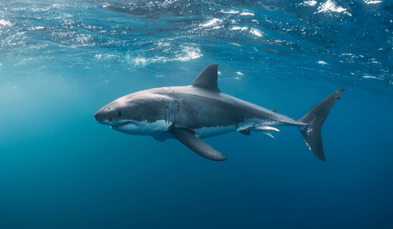 A great white shark swimming in the ocean.