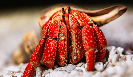 A hermit crab in a shell in the ocean.