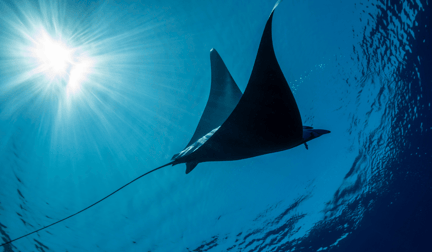 A large manta ray swimming through the ocean.