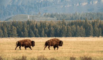 Two bison walking on the prairie.