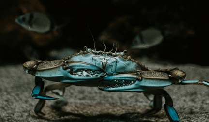 A blue crab in the ocean, positioned towards the camera.