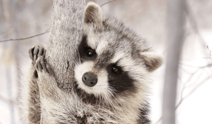 A raccoon clinging to a snowy winter branch.