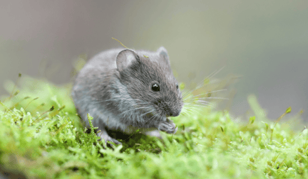 A grey mouse grazing on some greens in the wild.