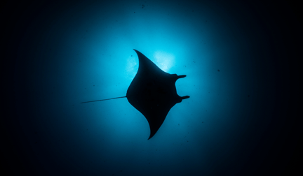 A manta ray swimming in the ocean.