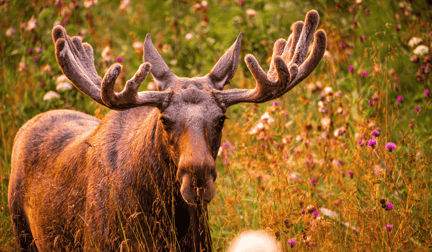 A moose in the wild amongst flowers.