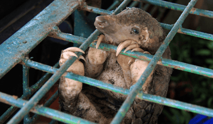 A pangolin in a cage, gripping on the bars of the cage.