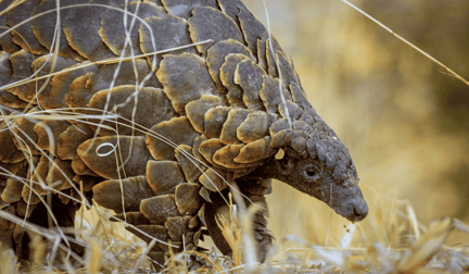 A pangolin in the grasses in the wild.