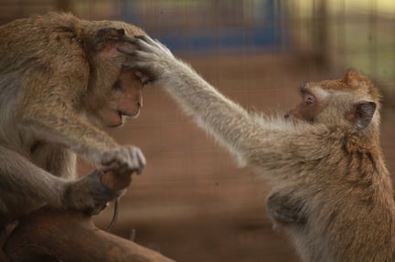 Monkeys rescued from a dancing monkey operation in Indonesia socializing with one another.