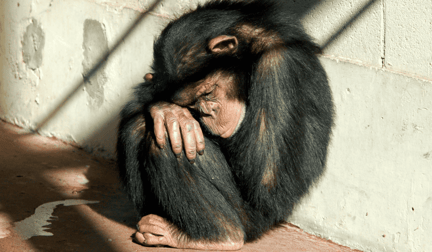 A sad chimp in a zoo, hunched over and depressed.