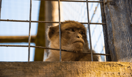 A small monkey in a cage, looking dejected.