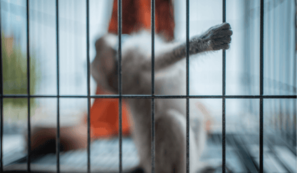 A monkey in a cage hanging onto the bars of the cage, looking distressed.