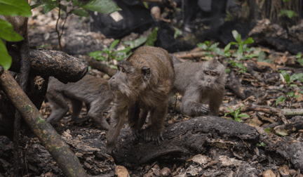 Dancing monkeys first steps in the wild after release.