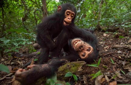 Two chimps playing happily in the forest.