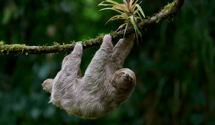 A sloth hanging on a branch in the jungle of Costa Rica.