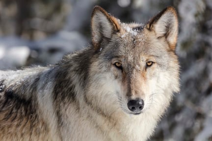 A wolf in Yellowstone National Park.