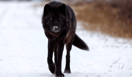 A black wolf walking through the snow in the wild.