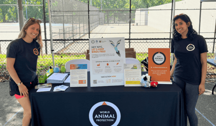 World Animal Protection tabling at Black Vegfest 2025.