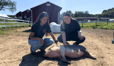 World Animal Protection team members Nicole Barrantes and Kara King at Tamerlaine Farm Sanctuary & Preserve, petting a pig who is lying on the grass.