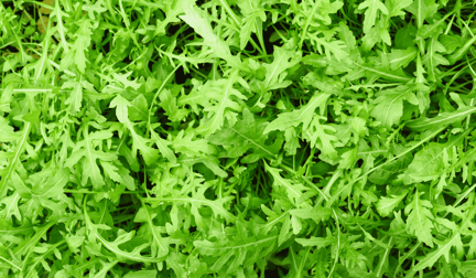 Arugula.