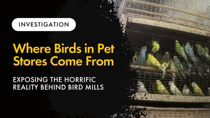 A photo of birds in a bird mill with text overlayed that says "Investigation: Where Birds in Pet Stores Come From - Exposing the Horrific Reality Behind Birds Sold in Stores"