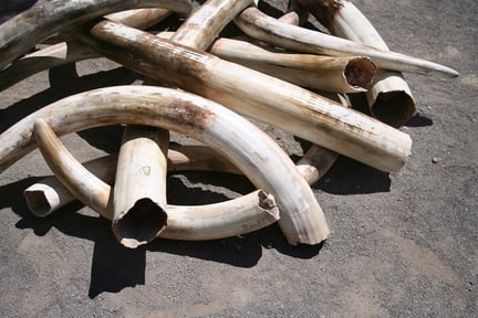 A pile of elephant tusks.