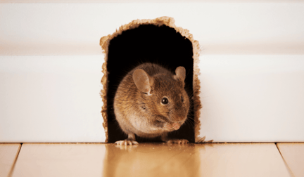 A mouse creeping through a hole in the wall.