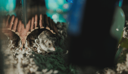 A hamster in a dark cage.
