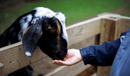 A child petting a goat at a petting zoo.