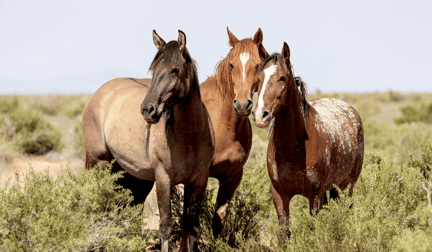 Three wild horses in the grass.