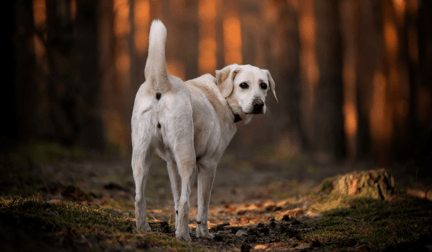 A yellow Labrador Retriever on a trail in the woods.