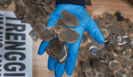 Confiscated pangolin scales.