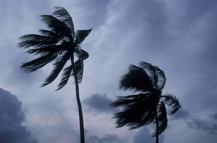 Palm trees in a hurricane.