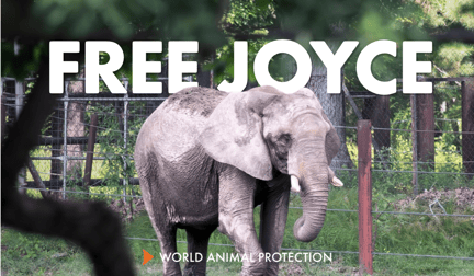 Joyce the elephant with the text FREE JOYCE overlaid.