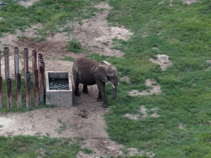 An aerial shot of Joyce the elephant in her enclosure at Six Flags.