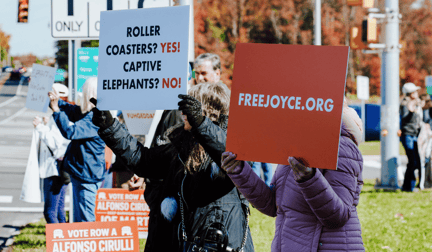 Protestors at our protest to free Joyce the elephant, outside of Six Flags.