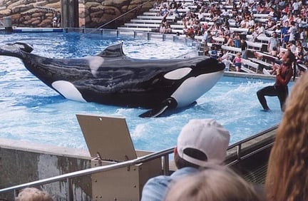 Katina the orca at SeaWorld before her death.