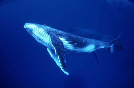 baleia embaixo d