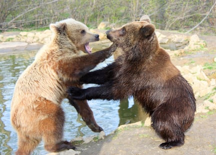 Bear Fighting - World Animal Protection