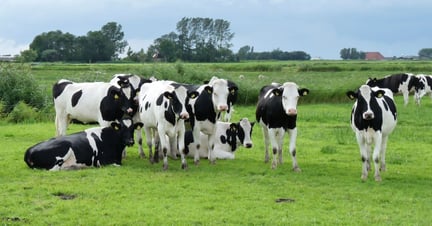 Free rang dairy cows